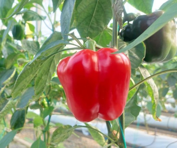 Producing Hybrid Seeds for Vegetables Using Modern Genetic Modification Technologies (Doubled Haploid and Reverse Breeding)-img